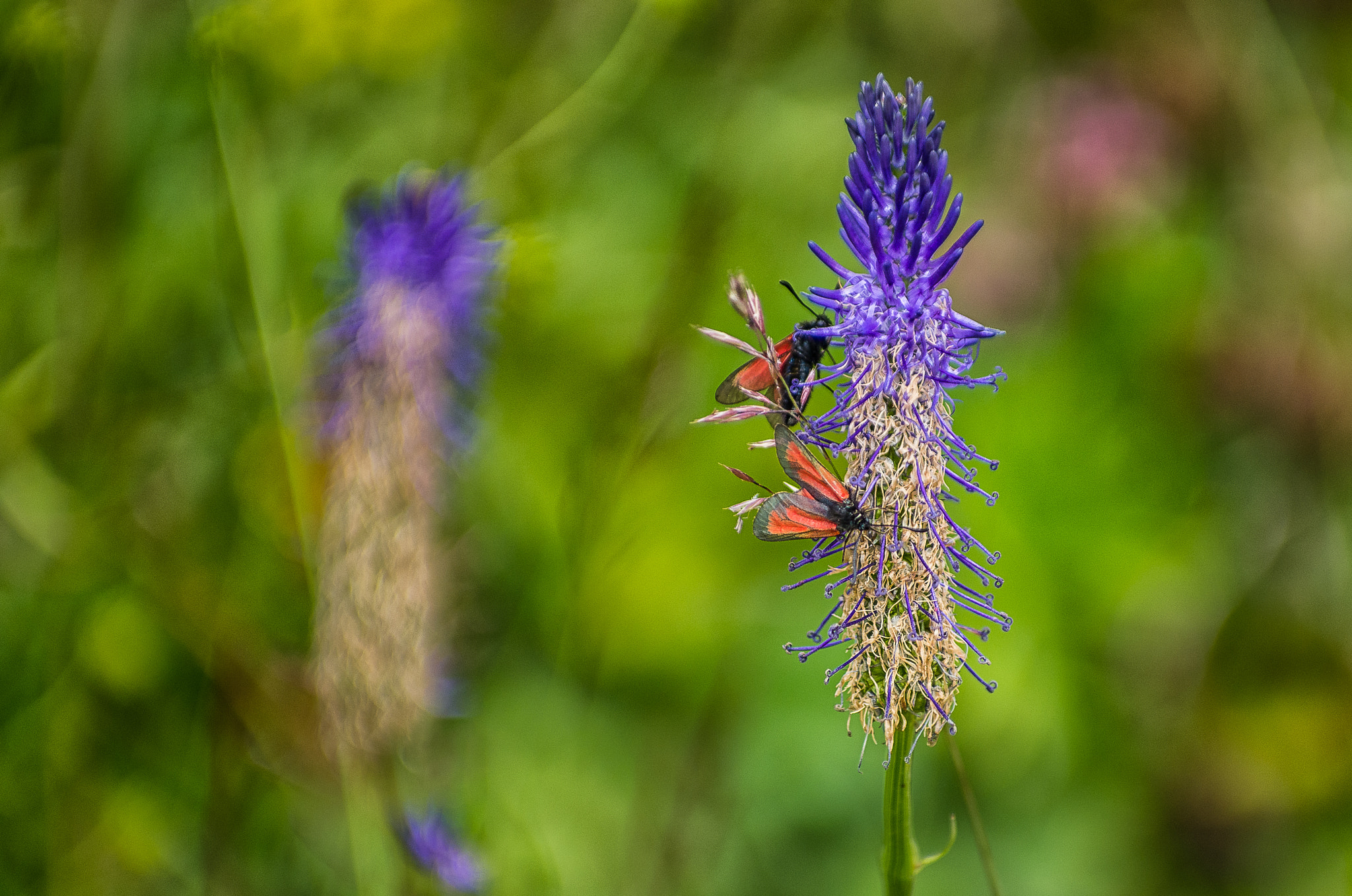 Pentax smc DA* 50-135mm F2.8 ED (IF) SDM sample photo. Insects flowers bokeh photography