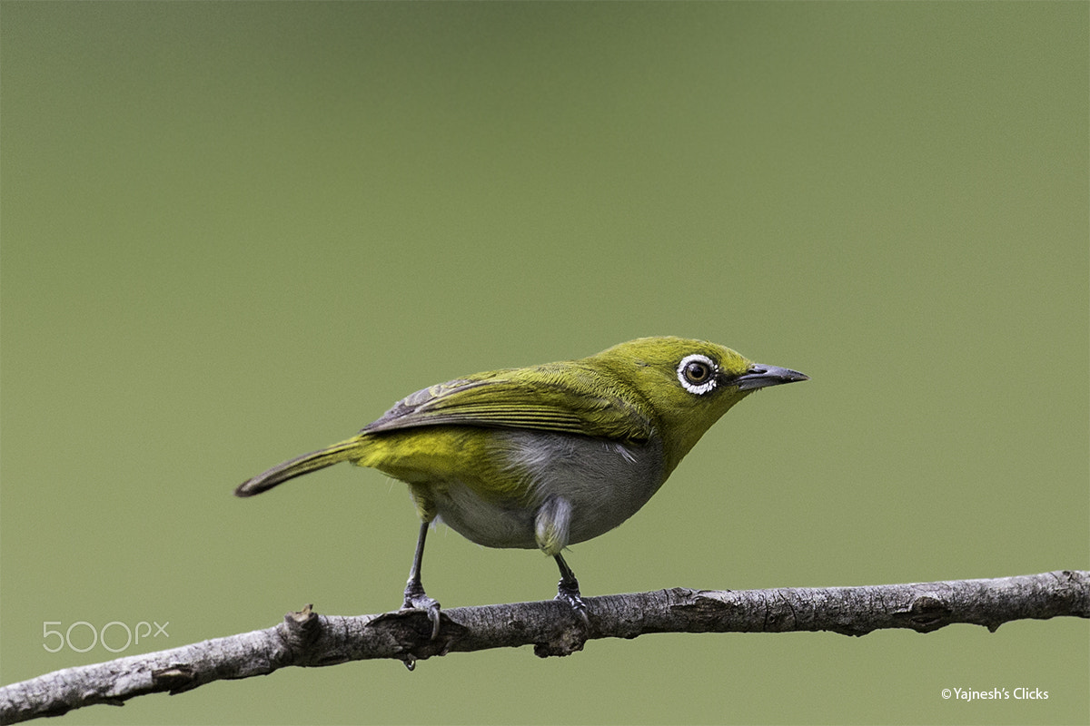 Canon EOS 6D + Canon EF 500mm F4L IS II USM sample photo. Oriental white eye photography