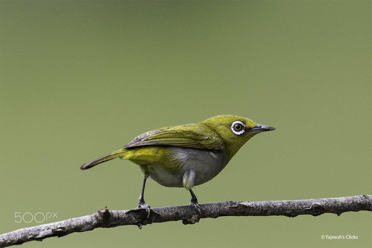 Canon EF 500mm F4L IS II USM sample photo. Oriental white eye photography