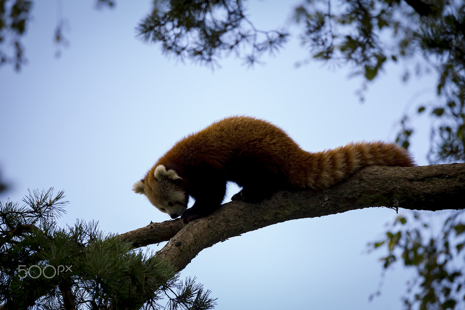 Sigma 150-600mm F5-6.3 DG OS HSM | C sample photo. Red panda photography
