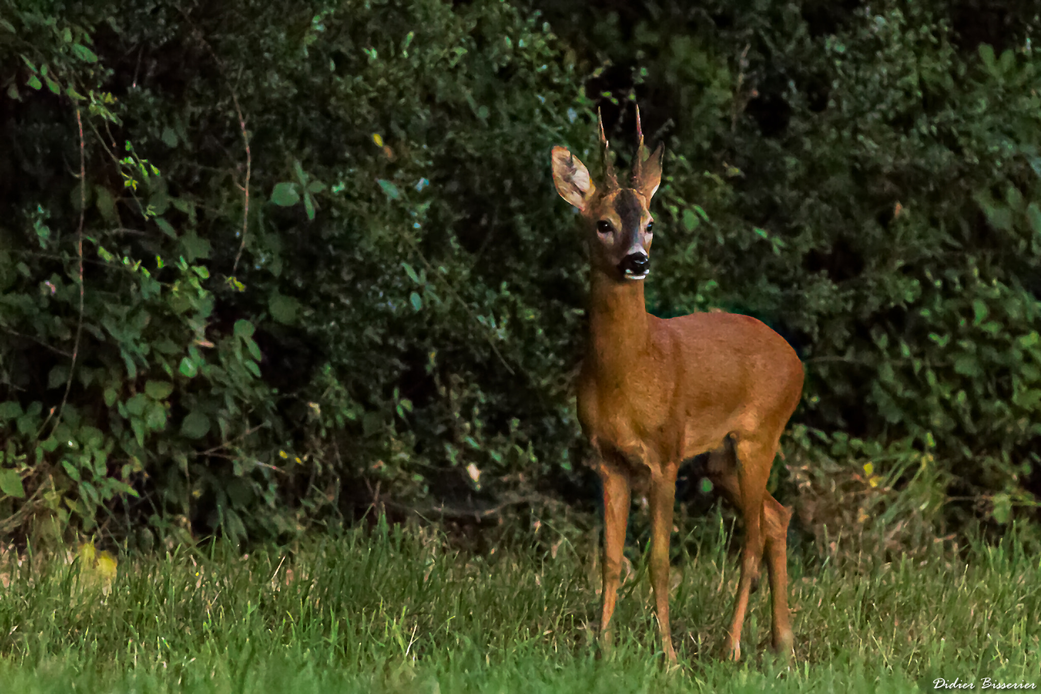 Canon EF 70-200mm F2.8L IS II USM sample photo. Let's go hunting photography