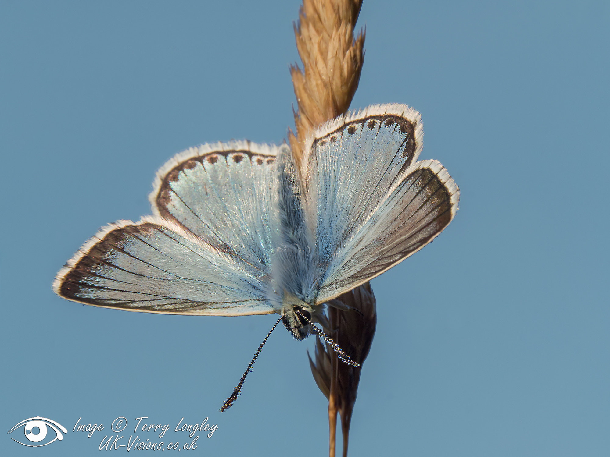 Panasonic Lumix G X Vario 35-100mm F2.8 OIS sample photo. Chalk hill blue photography