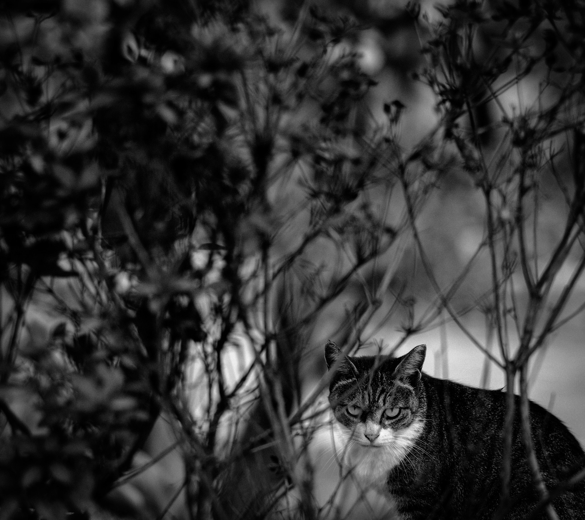 Leica APO-Summicron-M 90mm F2 ASPH sample photo