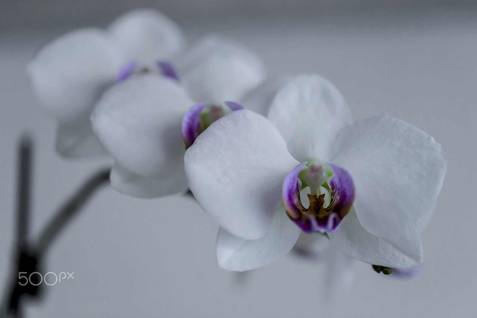 Canon EOS-1D X + Canon EF 100mm F2.8L Macro IS USM sample photo. Symmetry in orchid photography