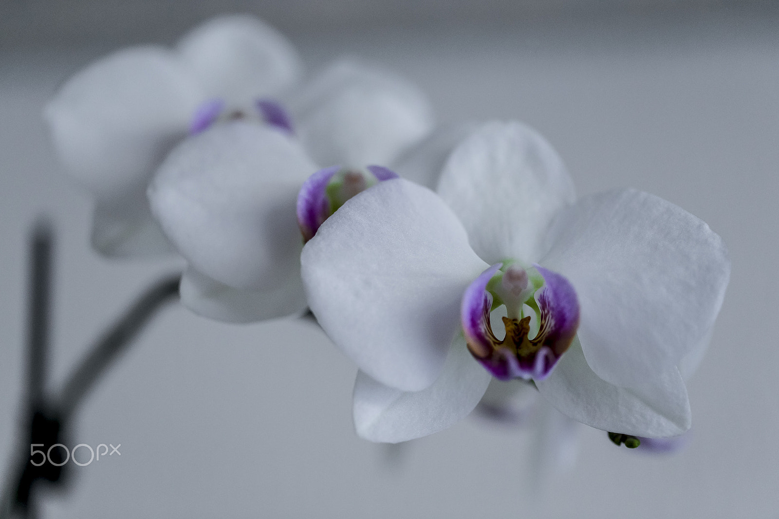 Canon EF 100mm F2.8L Macro IS USM sample photo. Symmetry in orchid photography