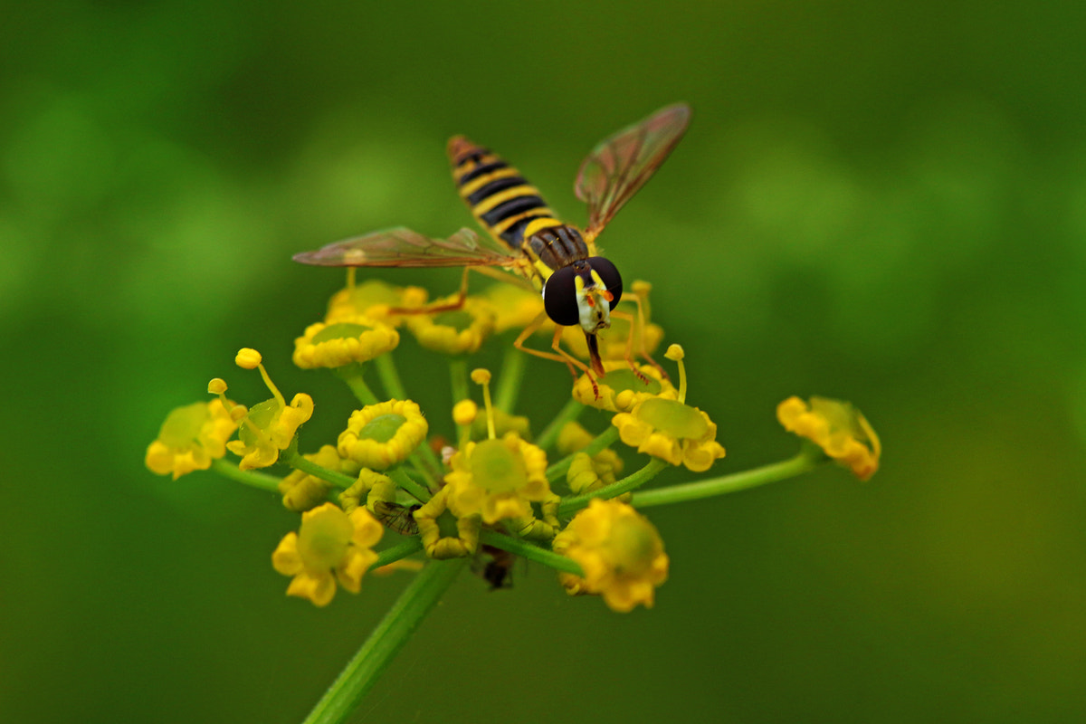 Canon EF 100mm F2.8 Macro USM sample photo. Flying photography