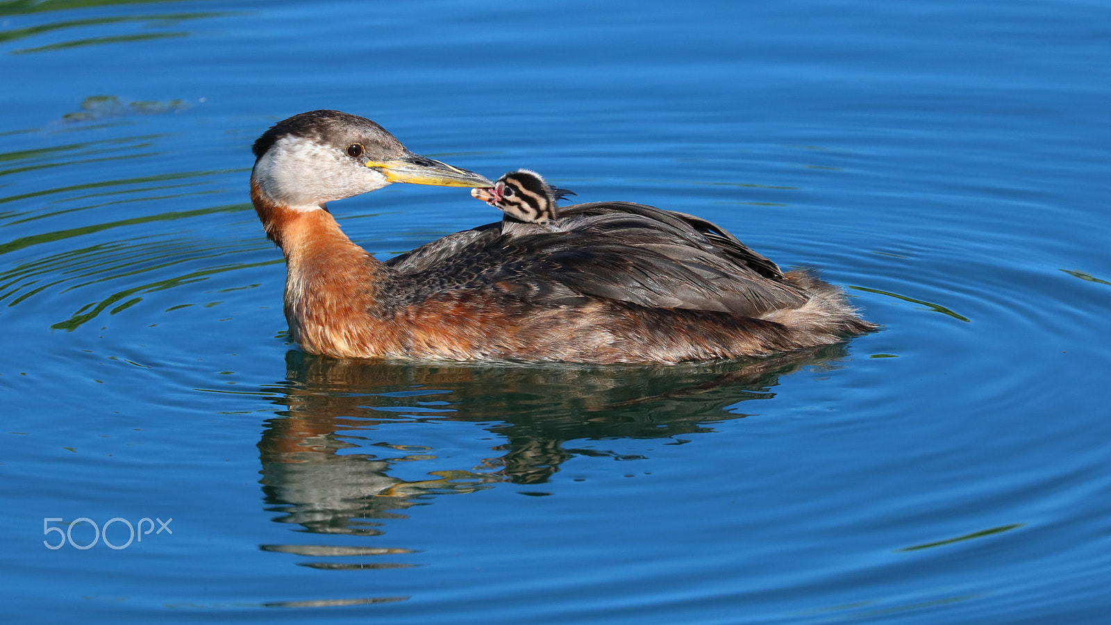 Canon EOS 760D (EOS Rebel T6s / EOS 8000D) + Canon EF 100-400mm F4.5-5.6L IS II USM sample photo. Red-necked grebes - mom's kiss photography