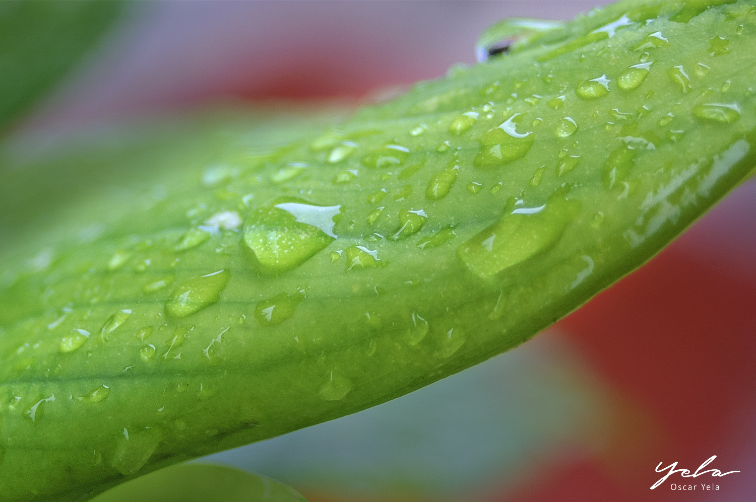 Nikon D70s sample photo. Gota photography