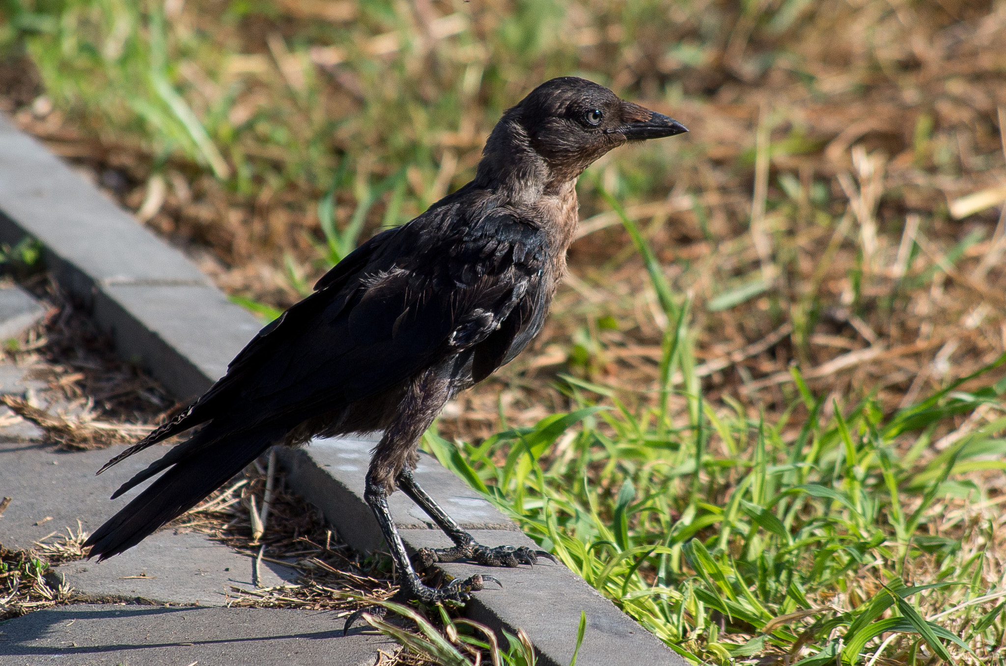 Pentax K-30 + HD Pentax DA 55-300mm F4.0-5.8 ED WR sample photo. Young western jackdaw // corvus monedula photography