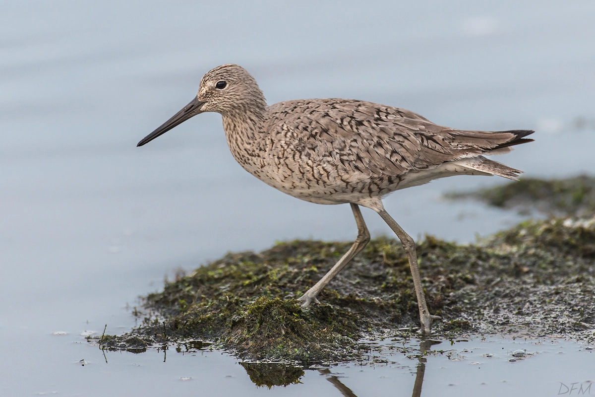Nikon AF-S Nikkor 500mm F4D ED-IF II sample photo. Willet photography