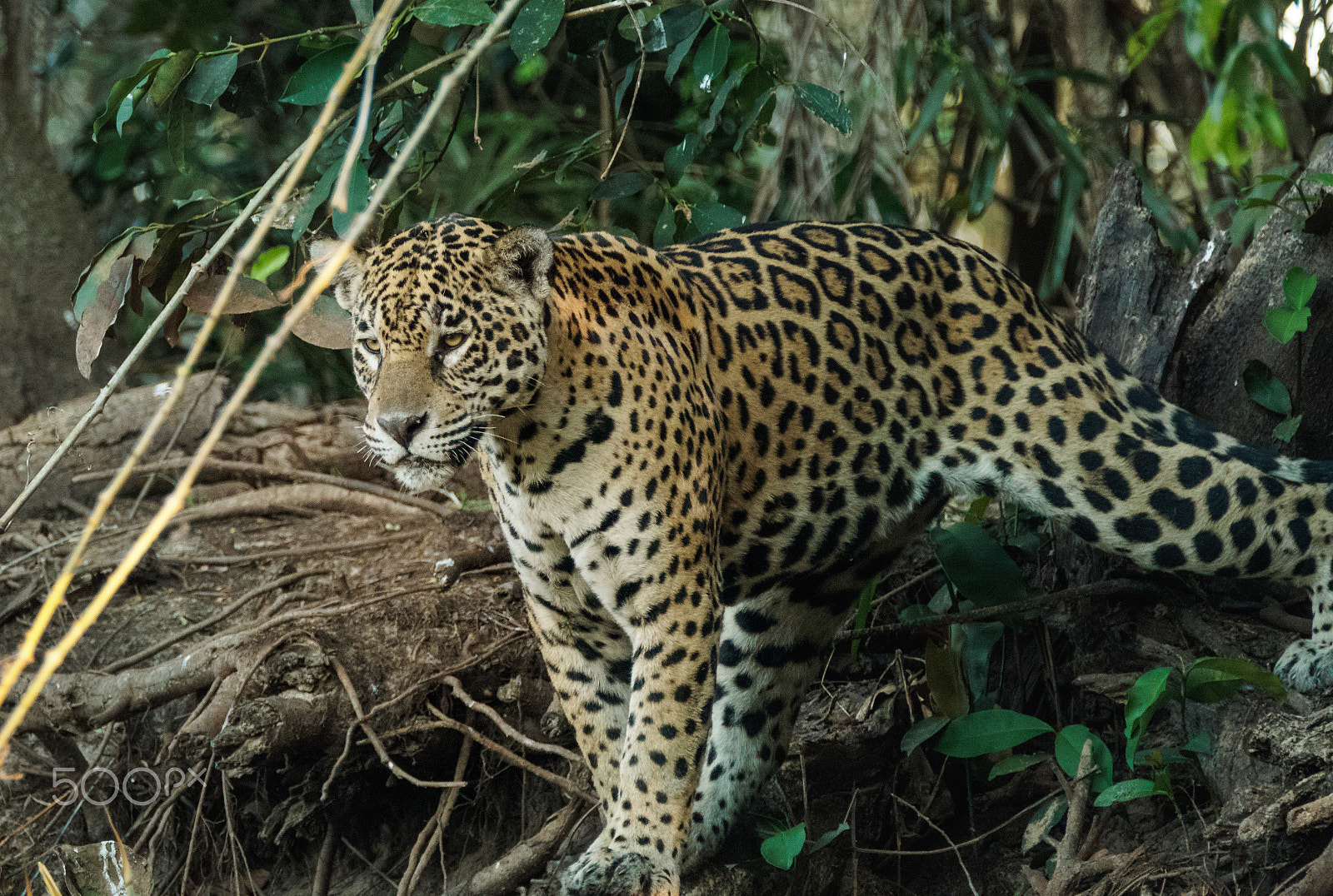 Sony a6000 + Tamron SP 150-600mm F5-6.3 Di VC USD sample photo. South american jaguar photography