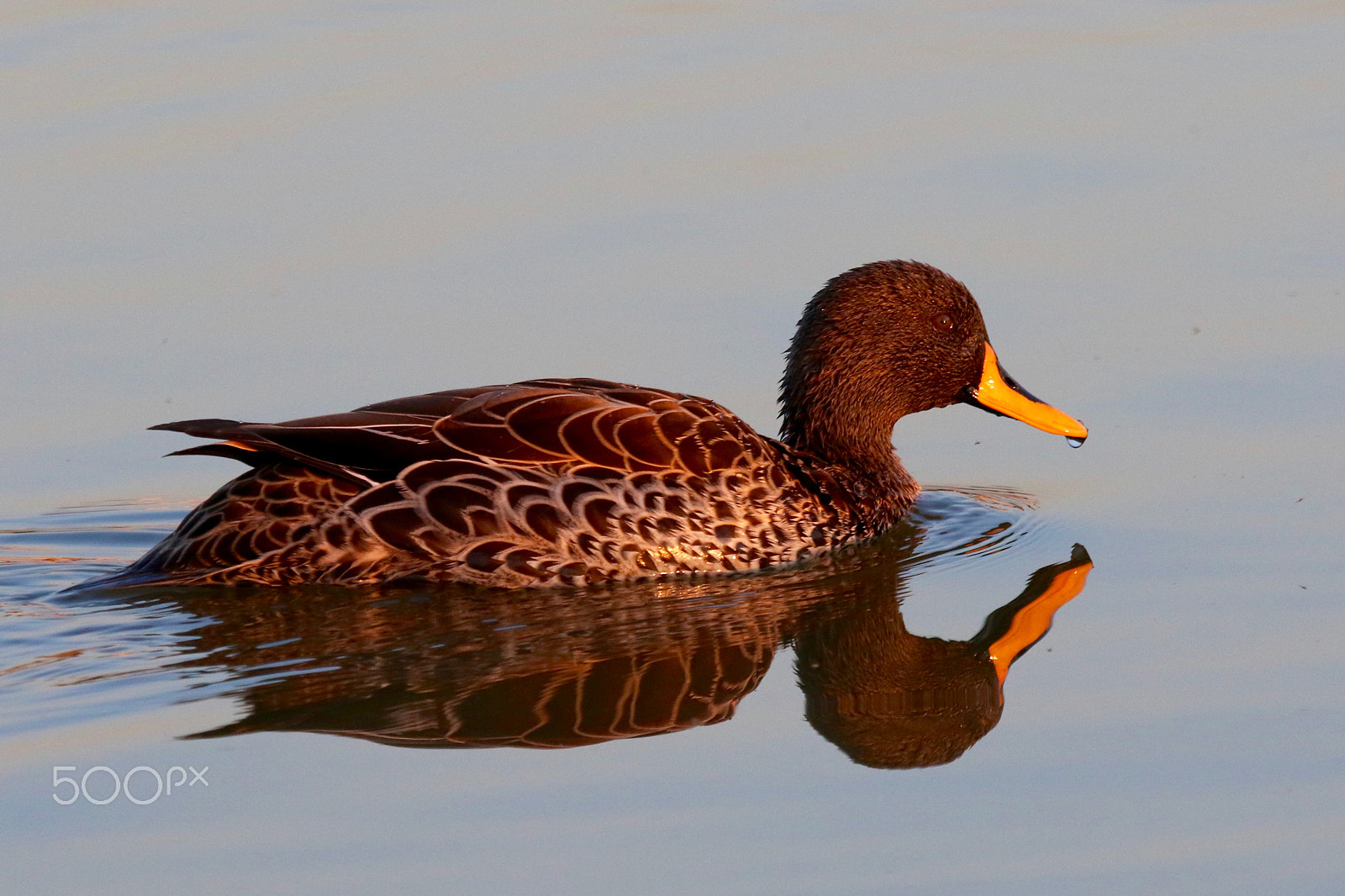 Canon EF 100-400mm F4.5-5.6L IS USM sample photo. Peaceful swim....yellow-billed duck photography