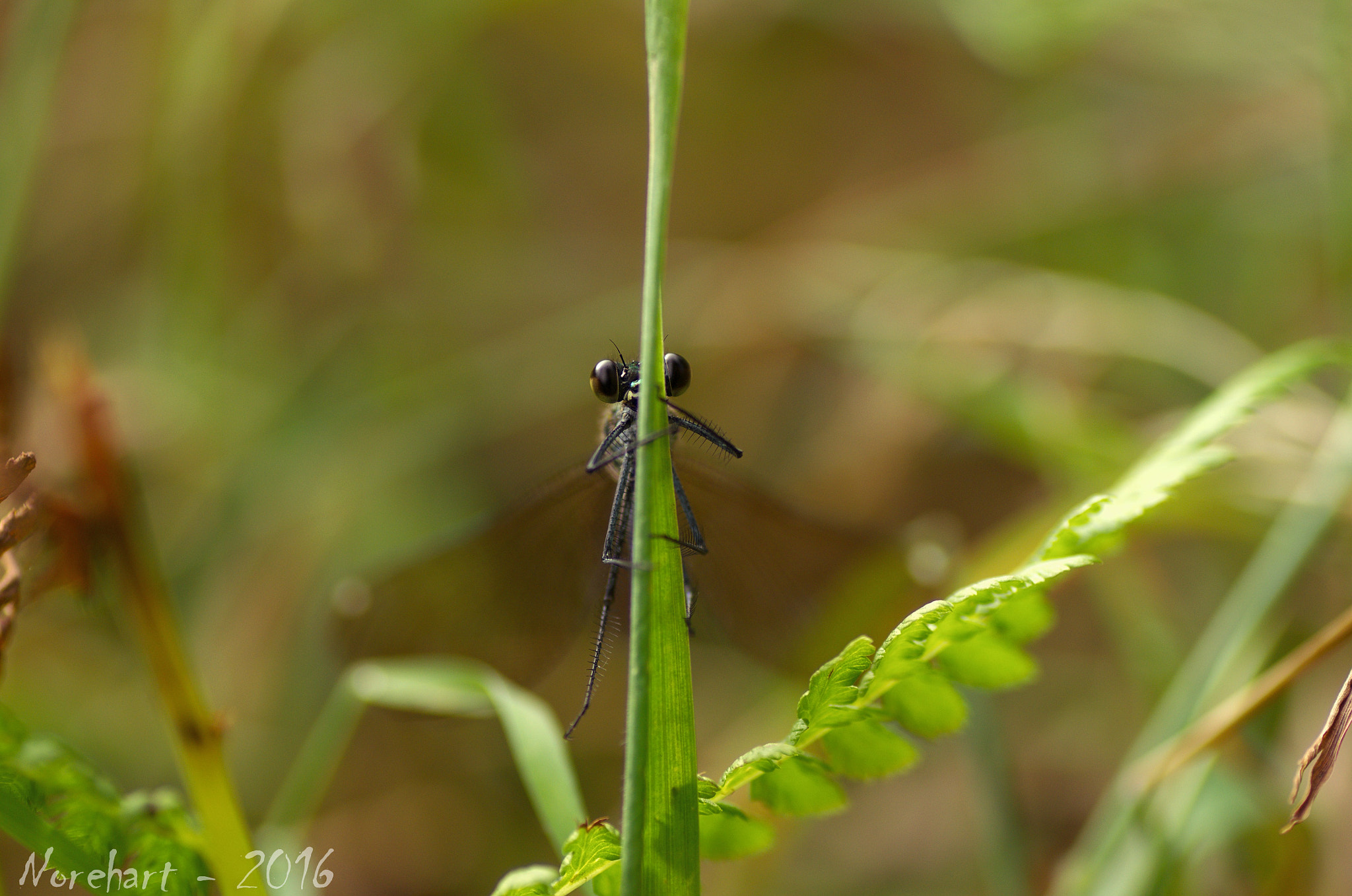 Tamron SP AF 90mm F2.8 Di Macro sample photo. Hidden photography