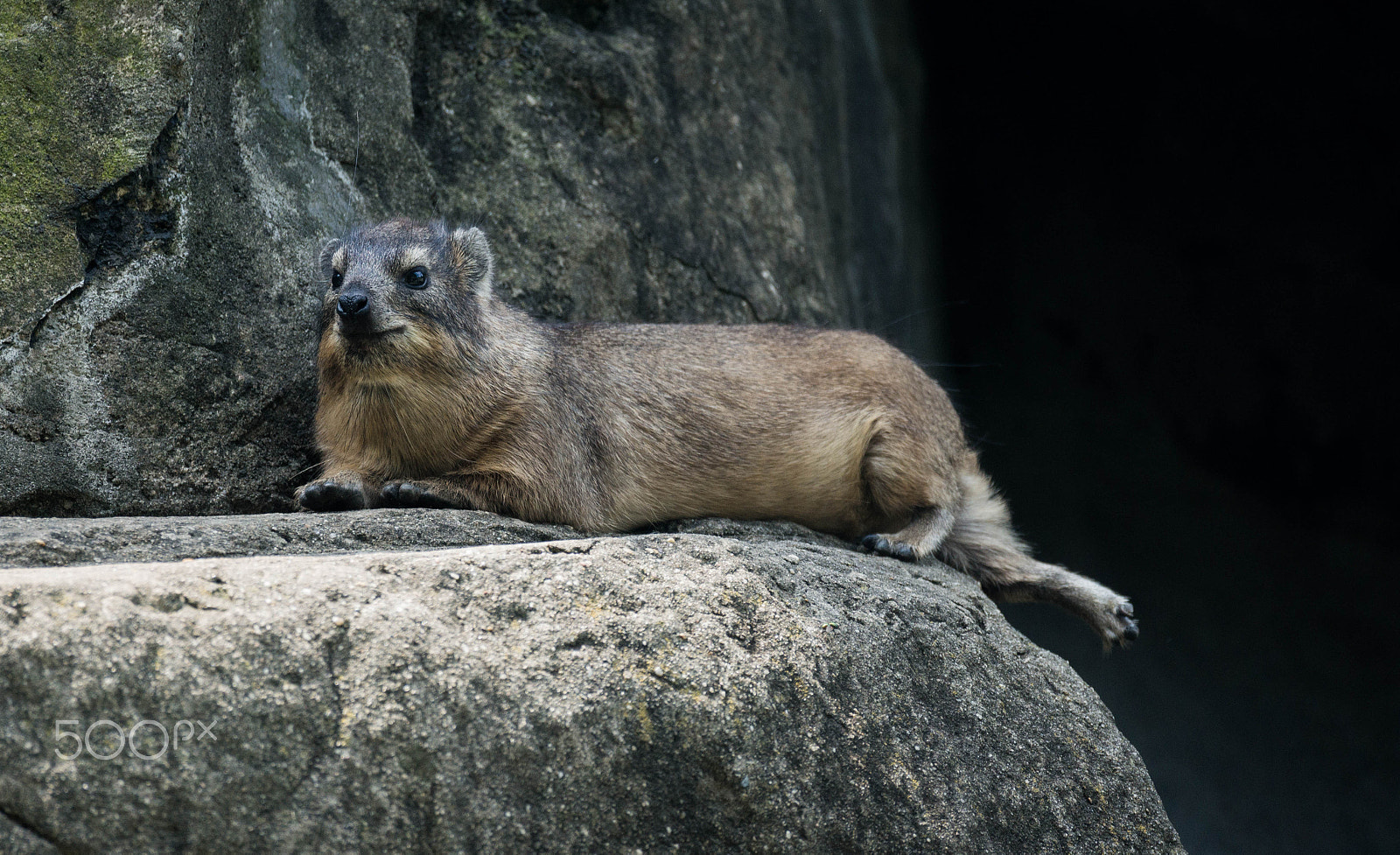 Sony 70-300mm F4.5-5.6 G SSM sample photo. Rock hyrax photography