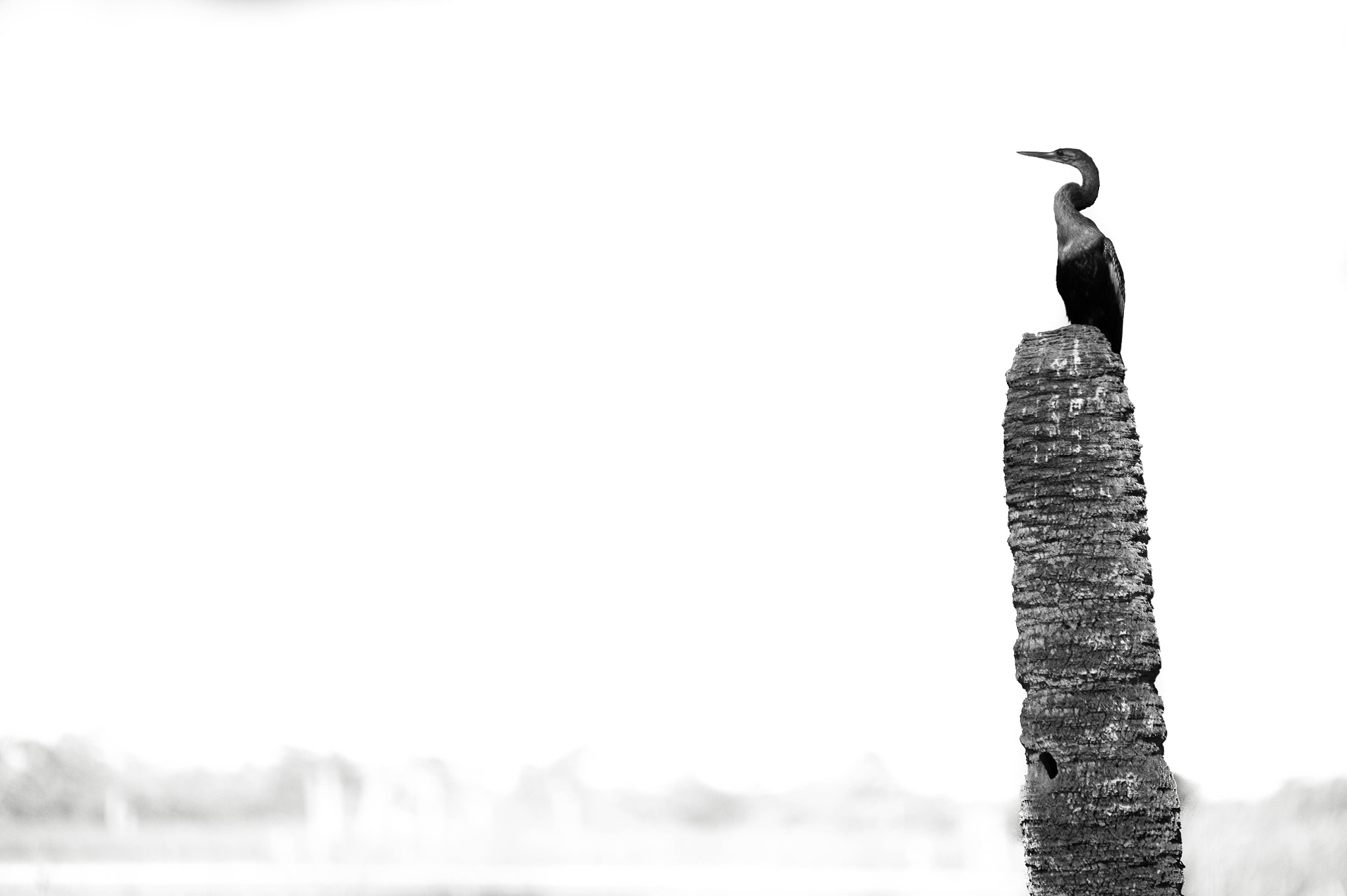 Tamron SP 70-200mm F2.8 Di VC USD sample photo. Perched photography