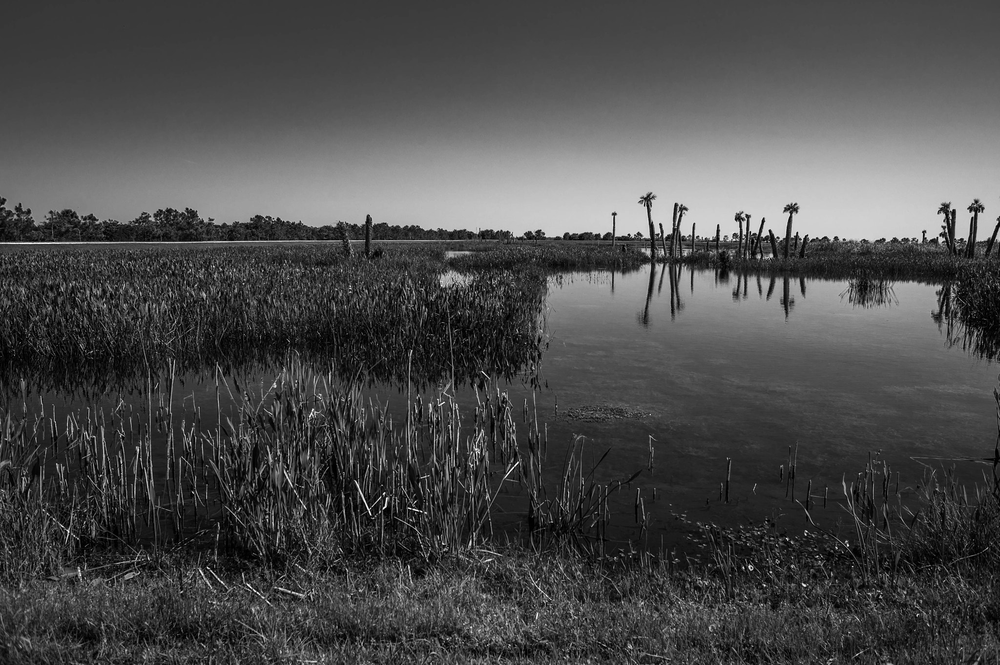 Nikon D700 + AF Nikkor 28mm f/2.8 sample photo. Darkened wetlands photography