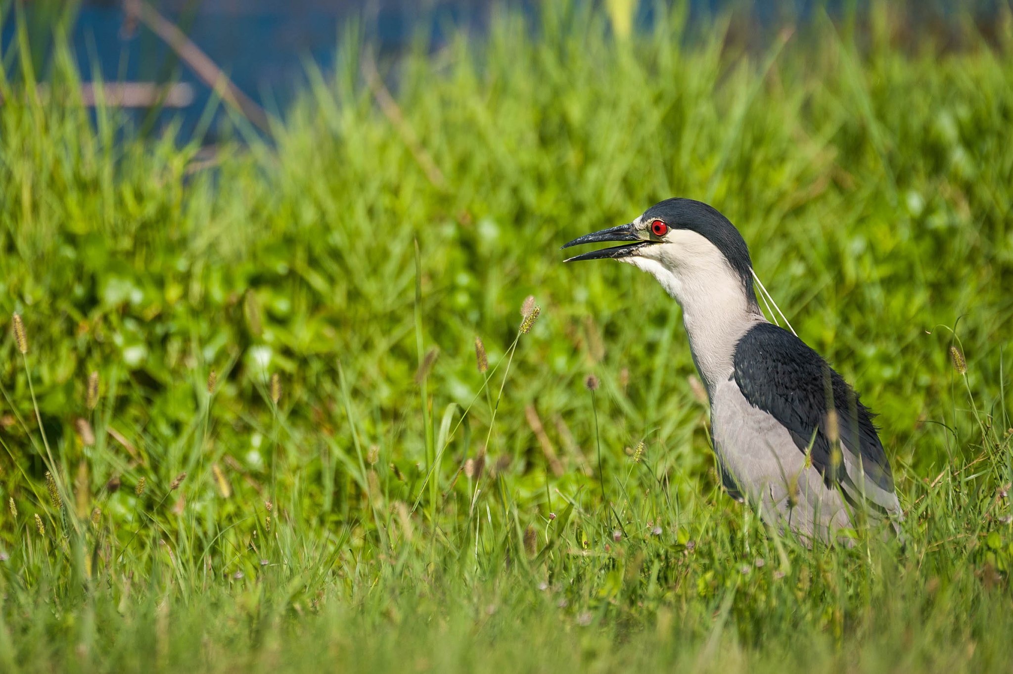 Tamron SP 70-200mm F2.8 Di VC USD sample photo. 28037279323.jpg photography