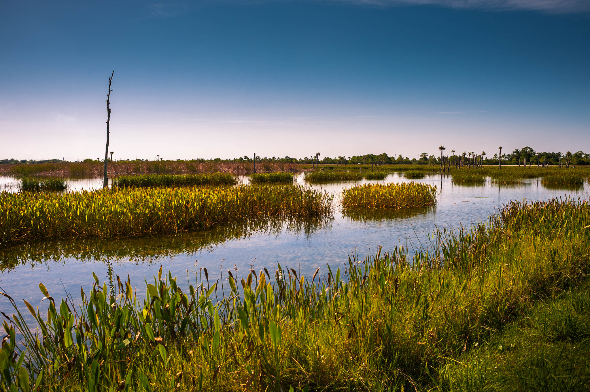 Nikon D700 + AF Nikkor 28mm f/2.8 sample photo. Wetlands photography