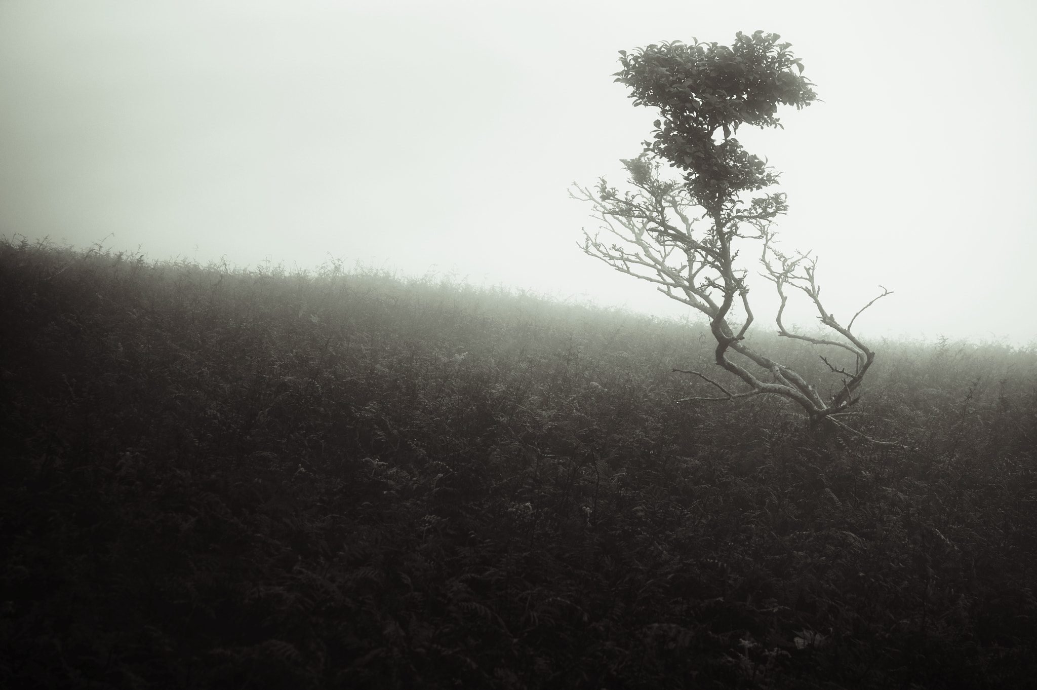 Pentax K-3 sample photo. Mt.oikedake / mie prefecture photography