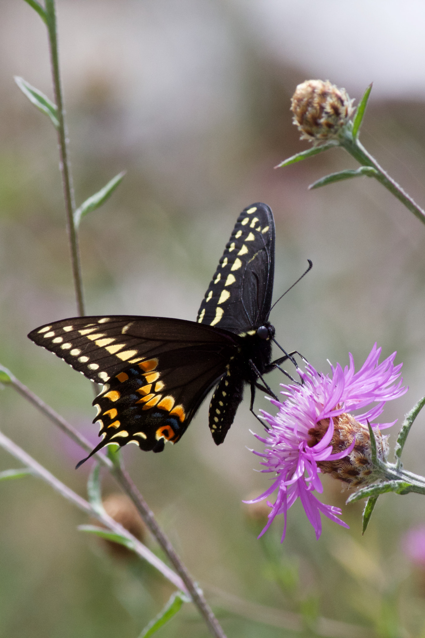 Canon EOS 60D + Canon EF 400mm F5.6L USM sample photo. Eastern tiger swallowtail on a stem photography