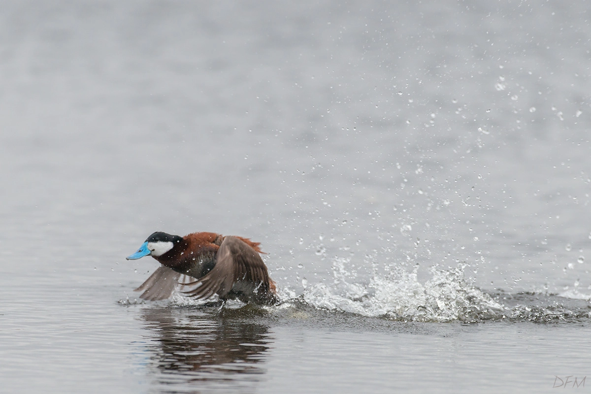 Nikon AF-S Nikkor 500mm F4D ED-IF II sample photo. Ruddy duck photography