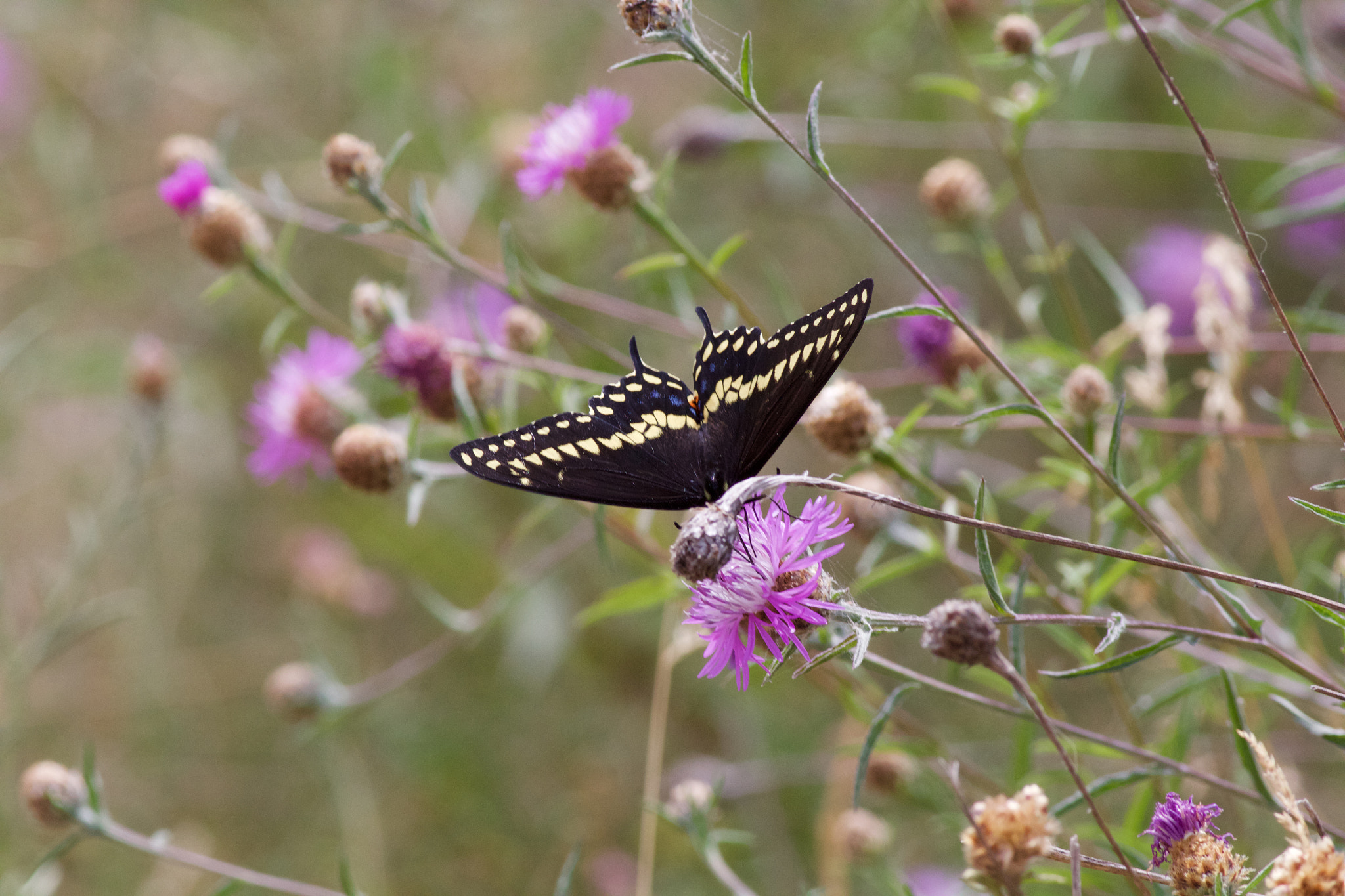 Canon EOS 60D + Canon EF 400mm F5.6L USM sample photo. Eastern tiger swallowtail photography