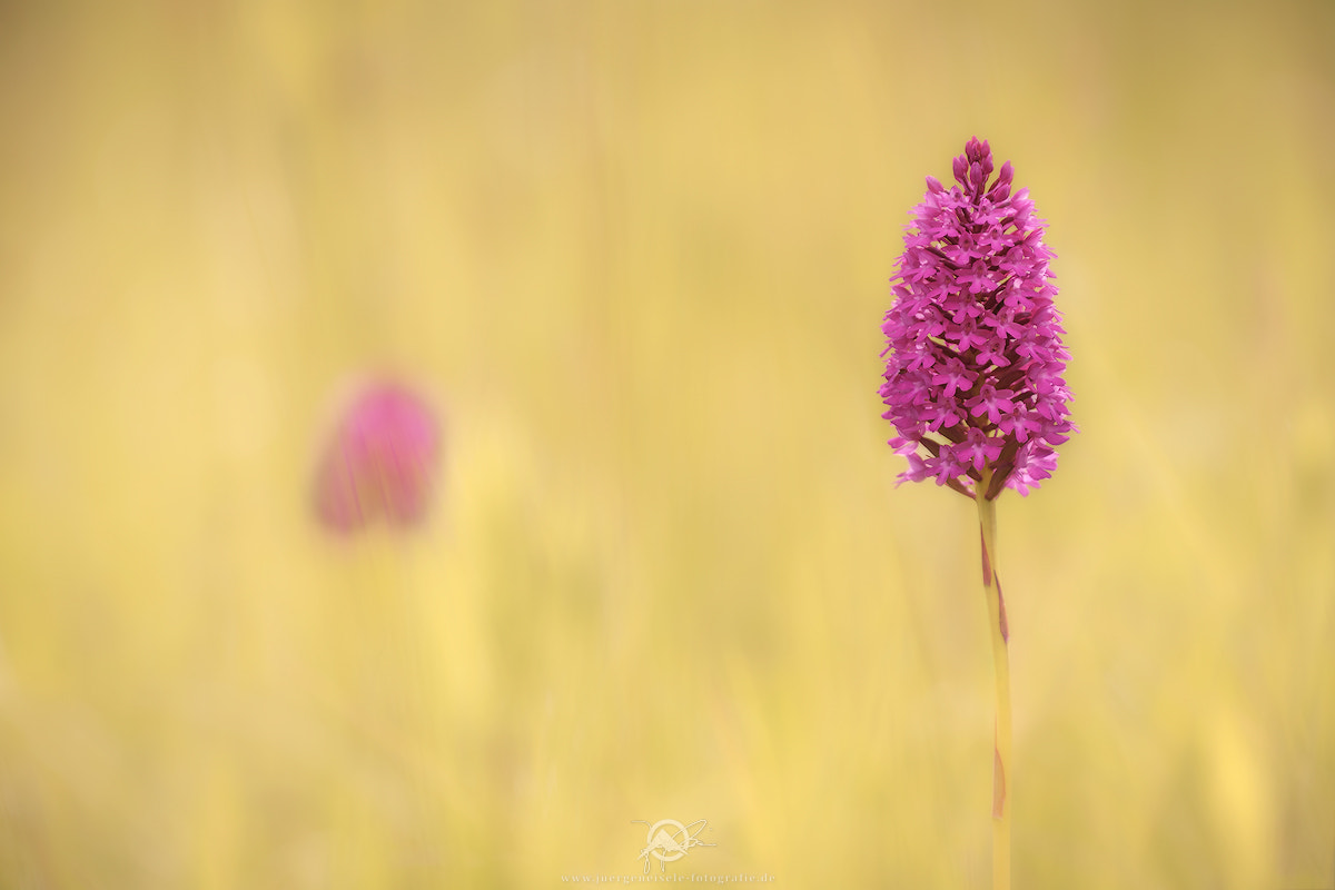 70-300mm F4-5.6 OSS sample photo. Hundswurz (anacamptis pyramidalis) photography