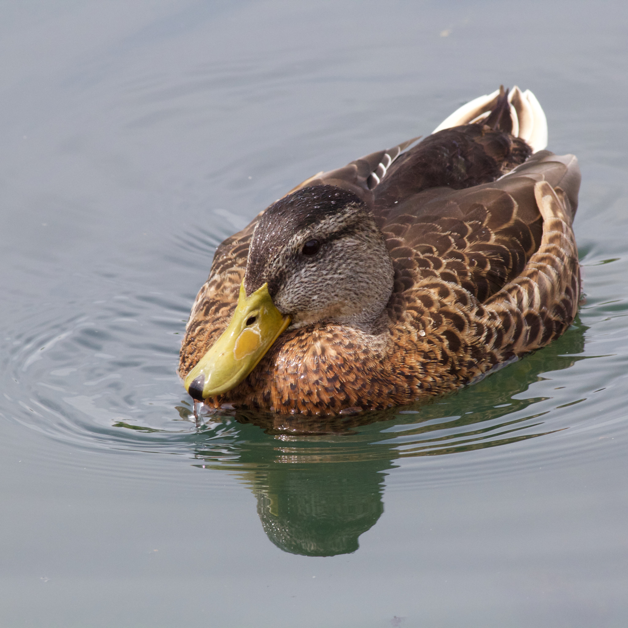 Canon EOS 60D + Canon EF 400mm F5.6L USM sample photo. Mallard relaxing on lazy afternoon photography