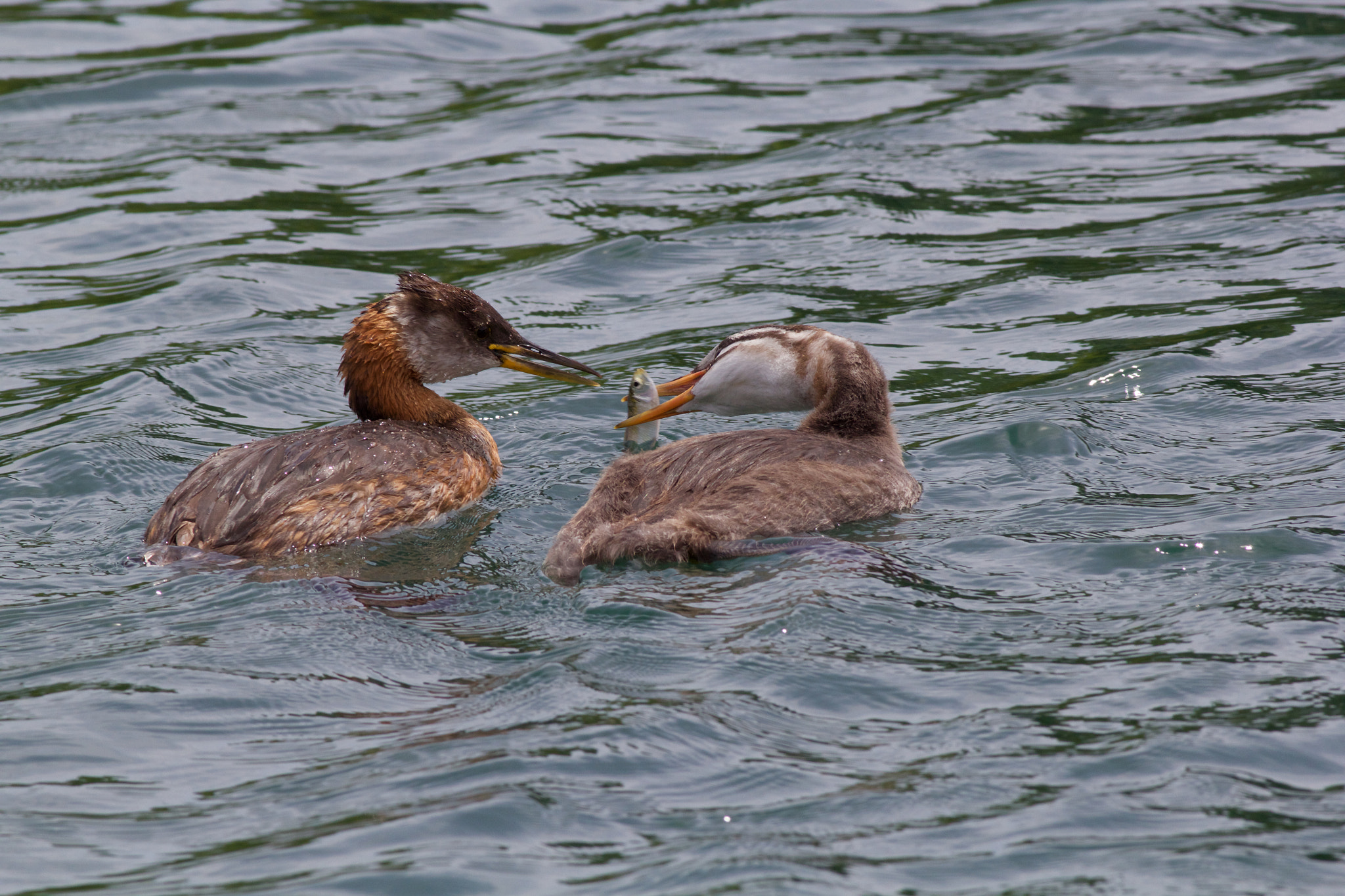 Canon EOS 60D + Canon EF 400mm F5.6L USM sample photo. Red necked grebe feeding her little one photography