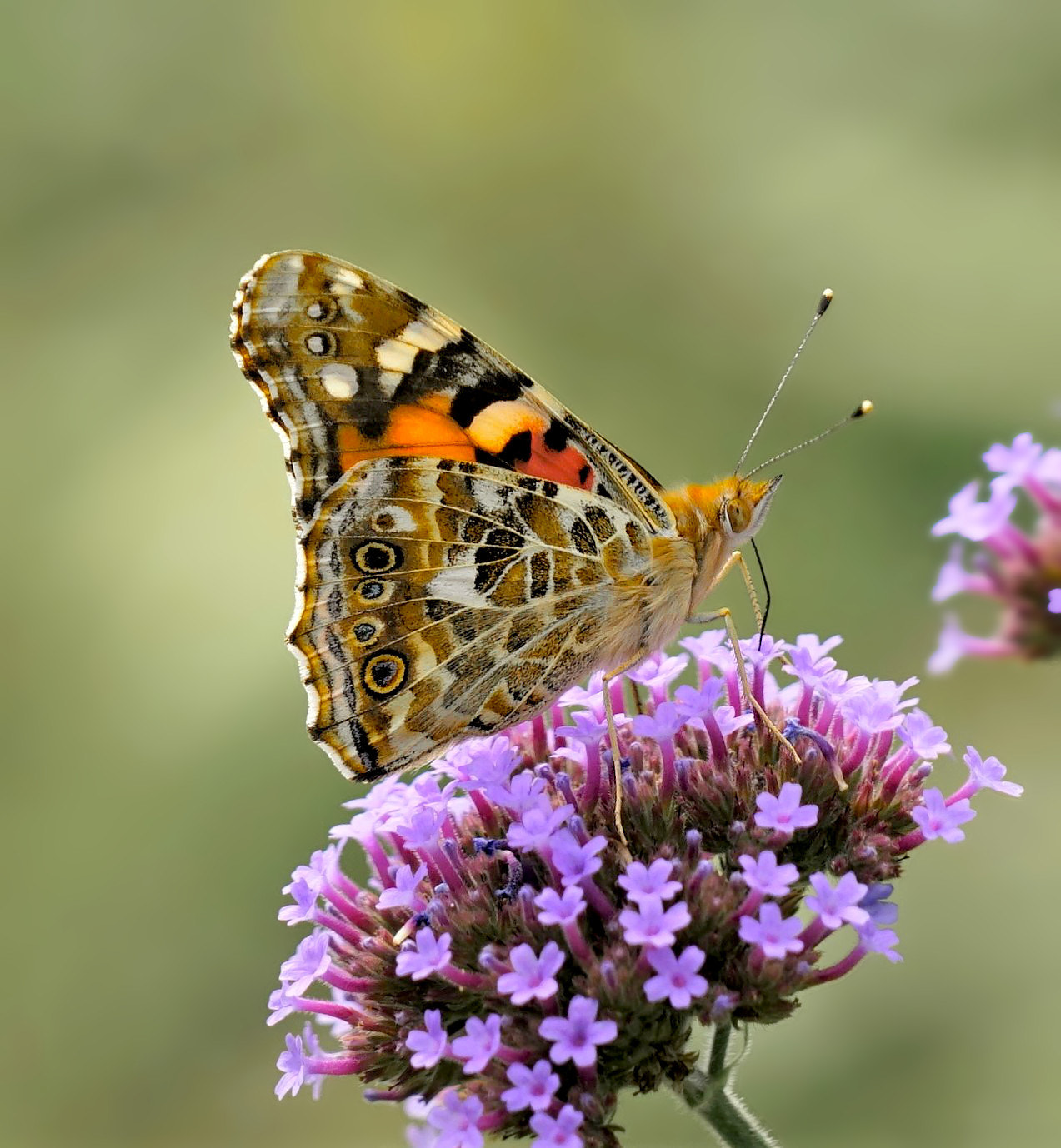 Sony FE 24-240mm F3.5-6.3 OSS sample photo. Butterfly, satyridae photography