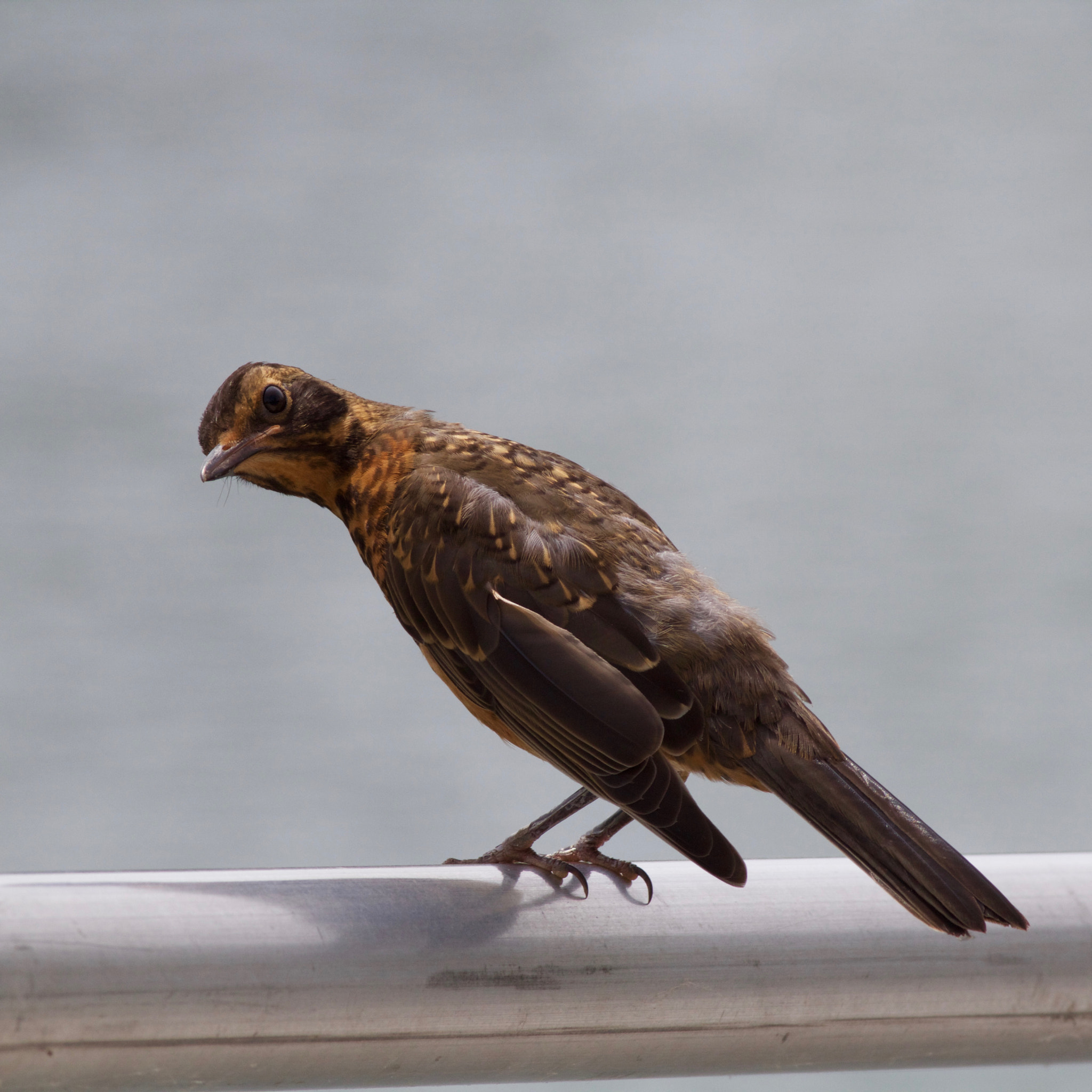 Canon EOS 60D + Canon EF 400mm F5.6L USM sample photo. Are you looking at me photography