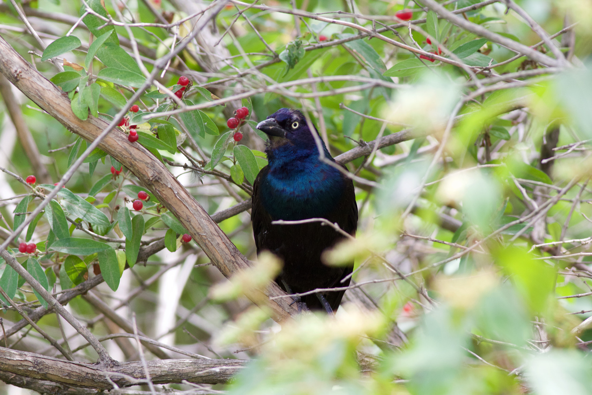 Canon EOS 60D + Canon EF 400mm F5.6L USM sample photo. Shy common grackle photography