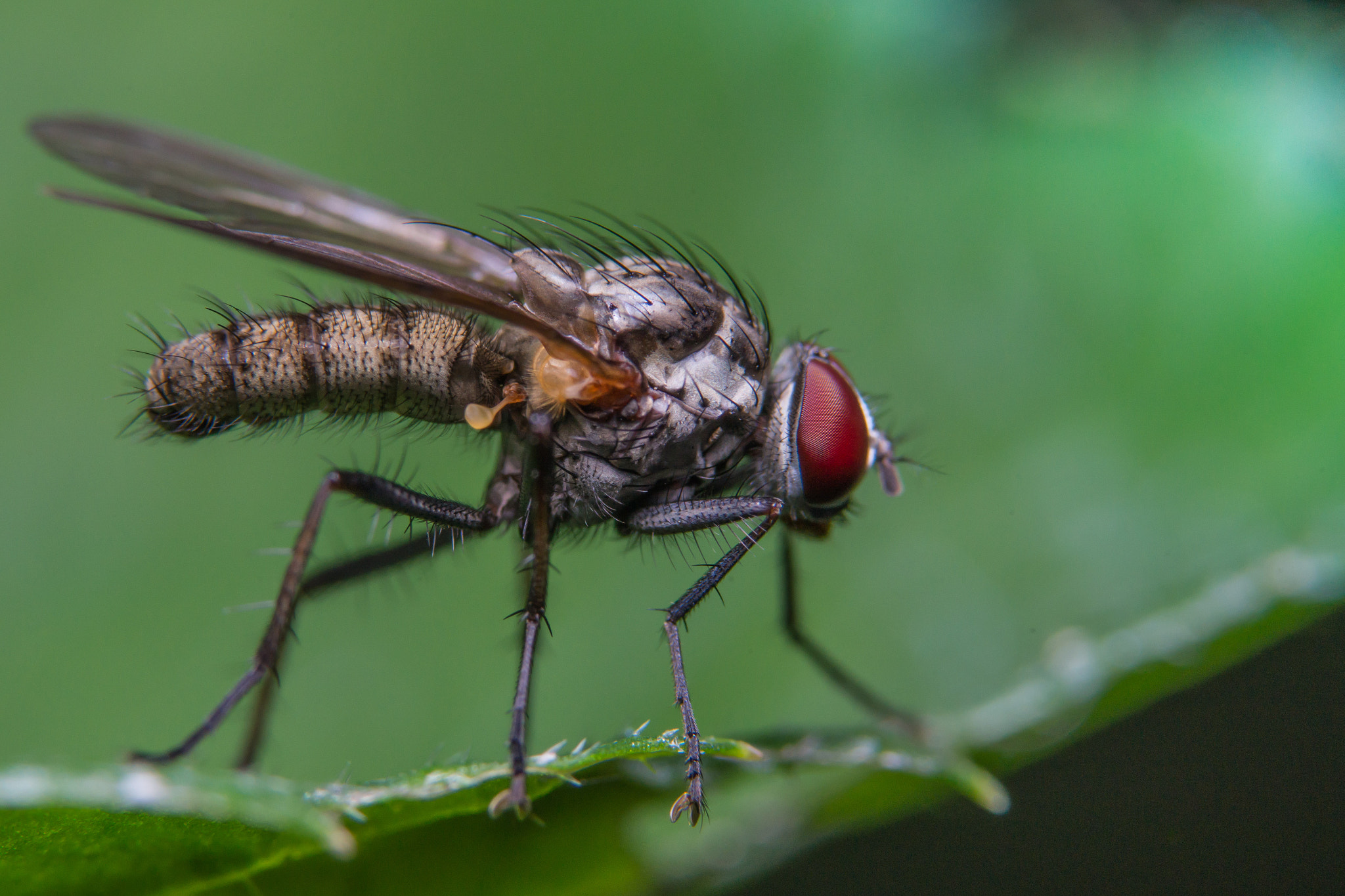 Sony a99 II + 90mm F2.8 Macro SSM sample photo. Fly photography