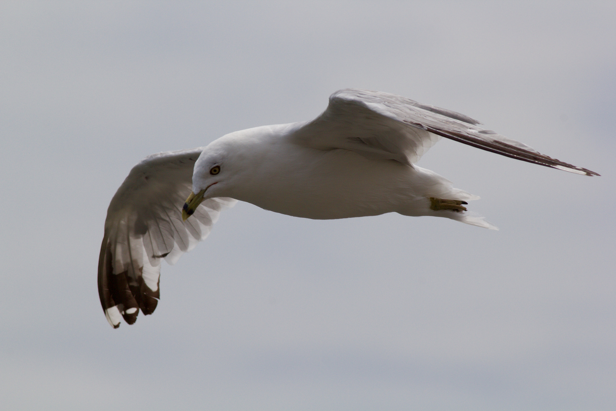 Canon EOS 60D + Canon EF 400mm F5.6L USM sample photo. Gull flys by photography