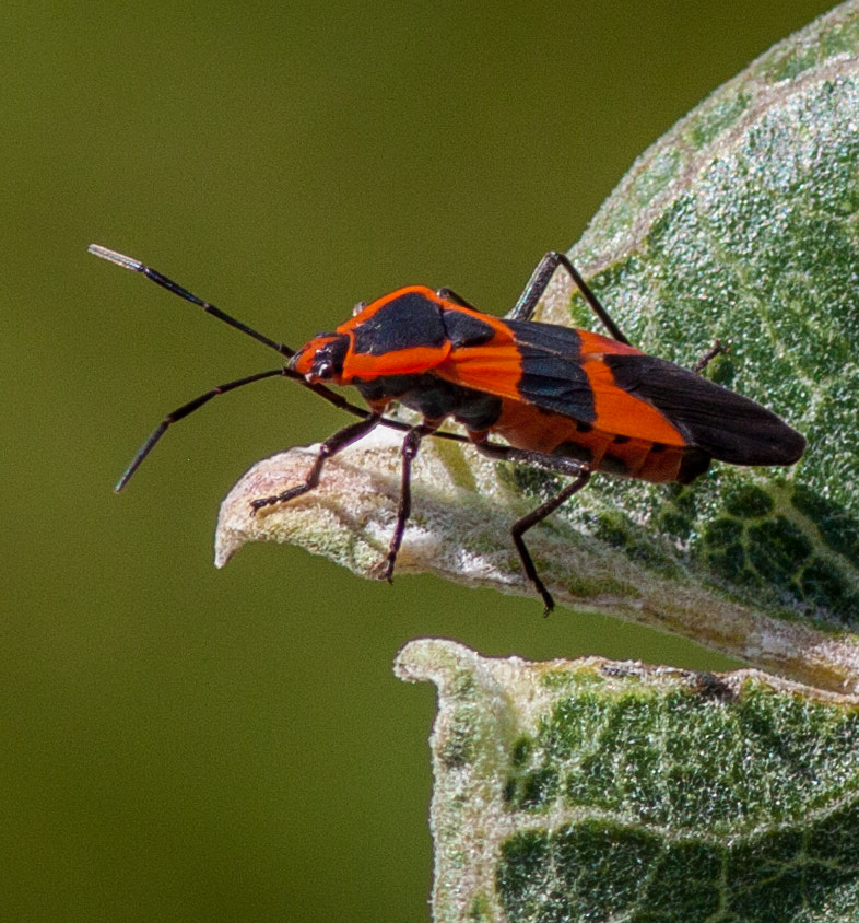 Canon EOS 50D + Canon EF 300mm F4L IS USM sample photo. Box elder bug on a milkweed plant photography