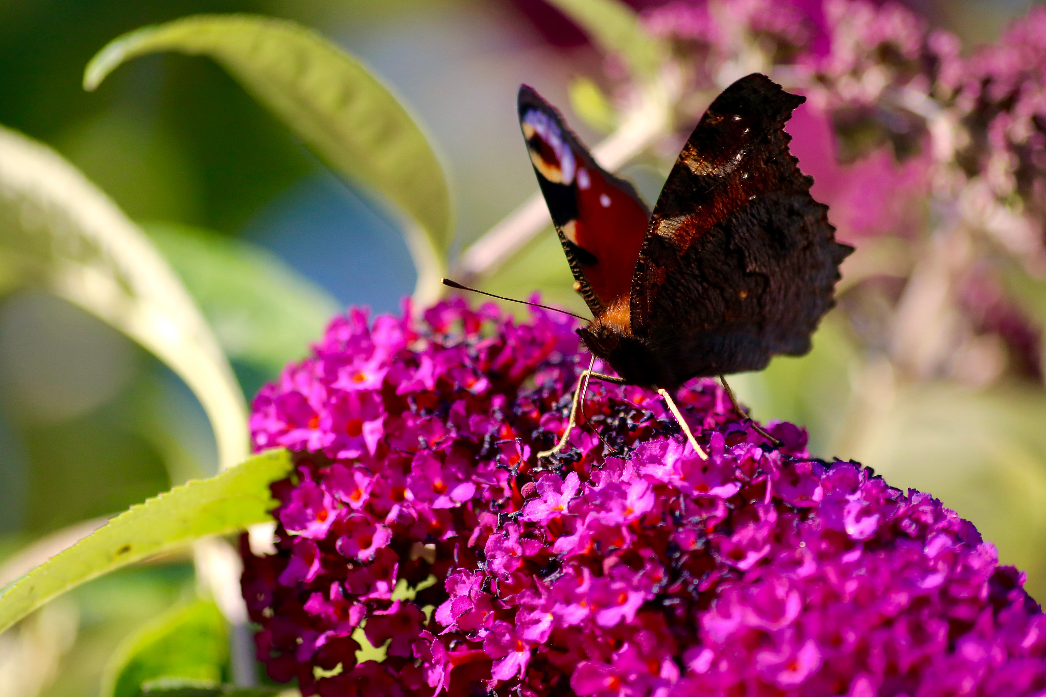 Sigma 70-300mm F4-5.6 APO DG Macro sample photo. Butterfly photography