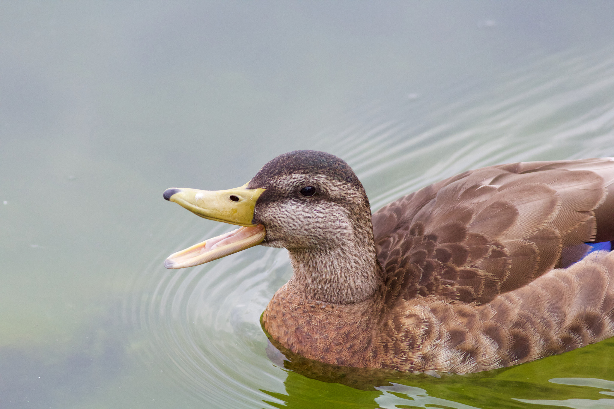 Canon EOS 60D + Canon EF 400mm F5.6L USM sample photo. Happy mallard duck photography