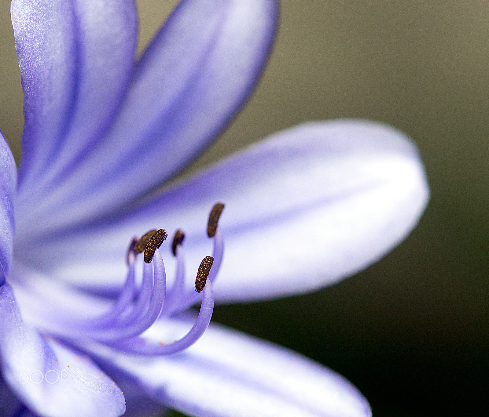 Sony SLT-A57 + 105mm F2.8 sample photo. Flower full of bokeh photography