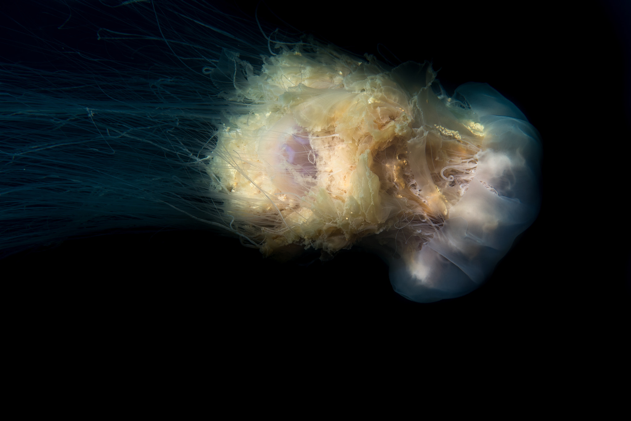 Nikon AF Micro-Nikkor 60mm F2.8D sample photo. Lion's mane jellyfish photography