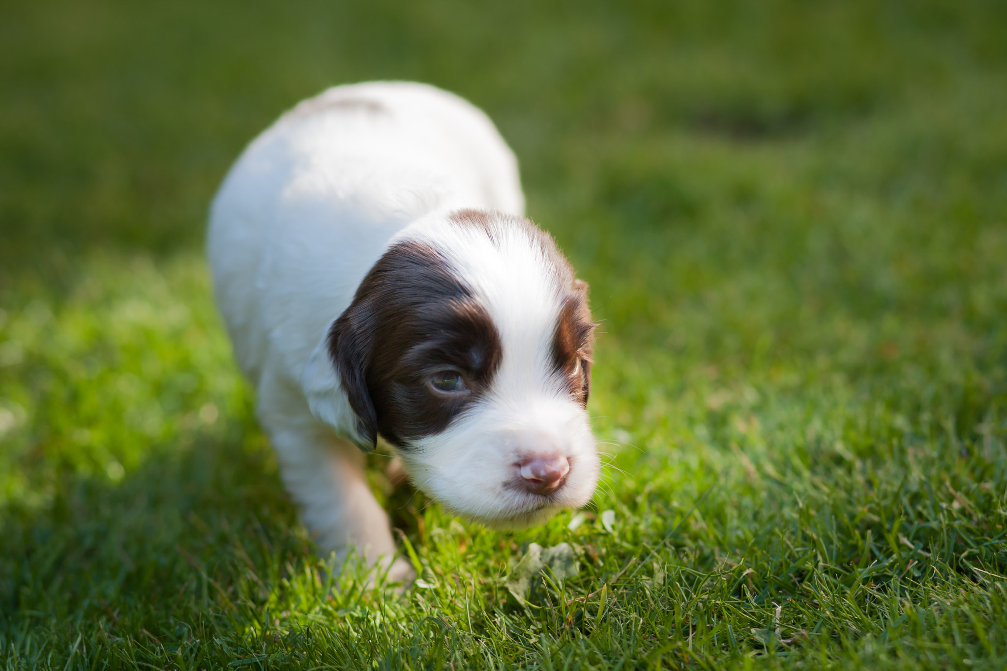 Canon EOS-1D Mark III sample photo. Puppie on grass photography