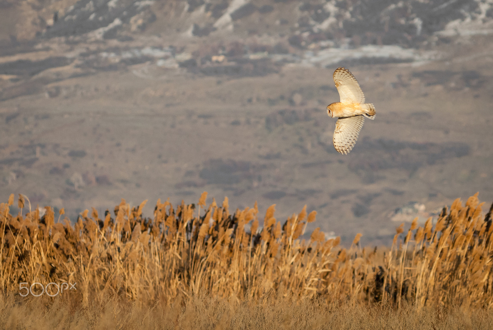 Nikon AF-Nikkor 80-200mm F2.8D ED sample photo. Barn owl in flight photography