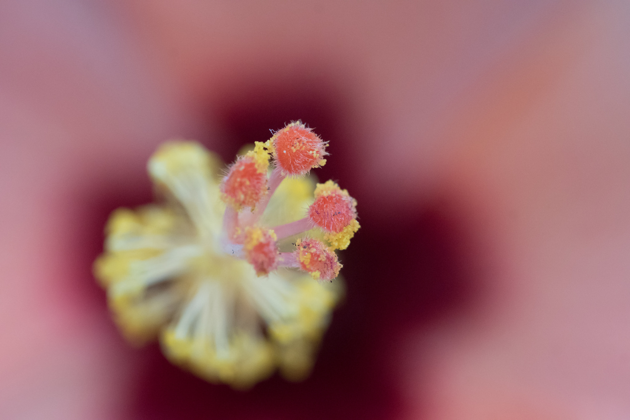 Sony ILCA-77M2 + 105mm F2.8 sample photo. Schmetterlingspark sayn photography