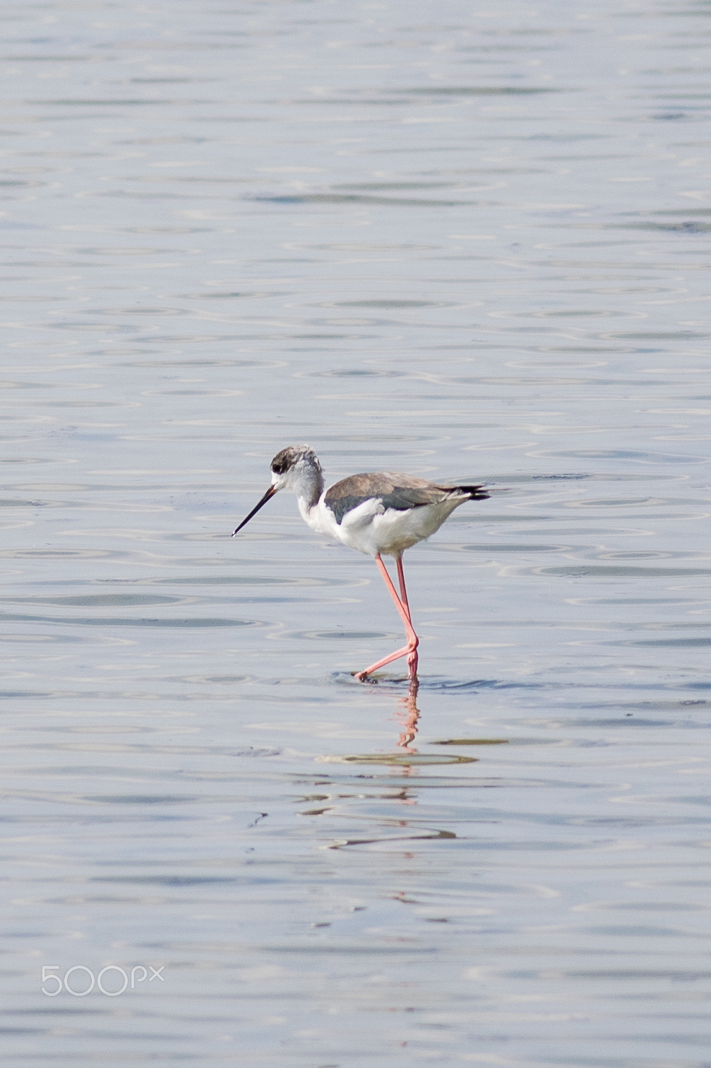 Nikon D3300 + Nikon AF-S Nikkor 300mm F4D ED-IF sample photo. Black-winged stilt photography