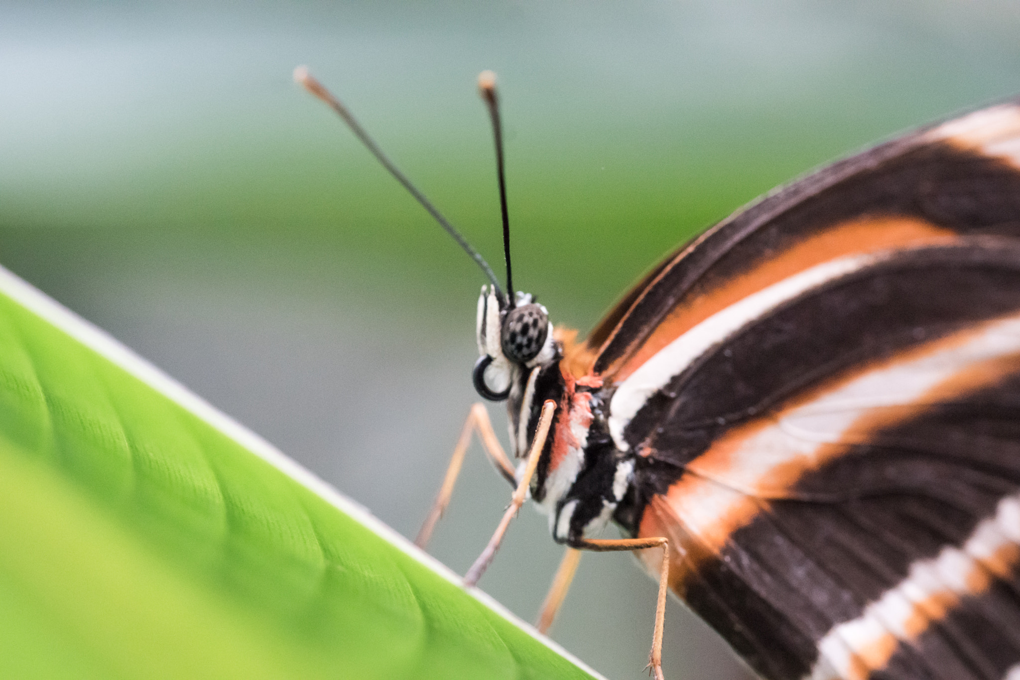 Sony ILCA-77M2 + 105mm F2.8 sample photo. Schmetterlingspark sayn photography