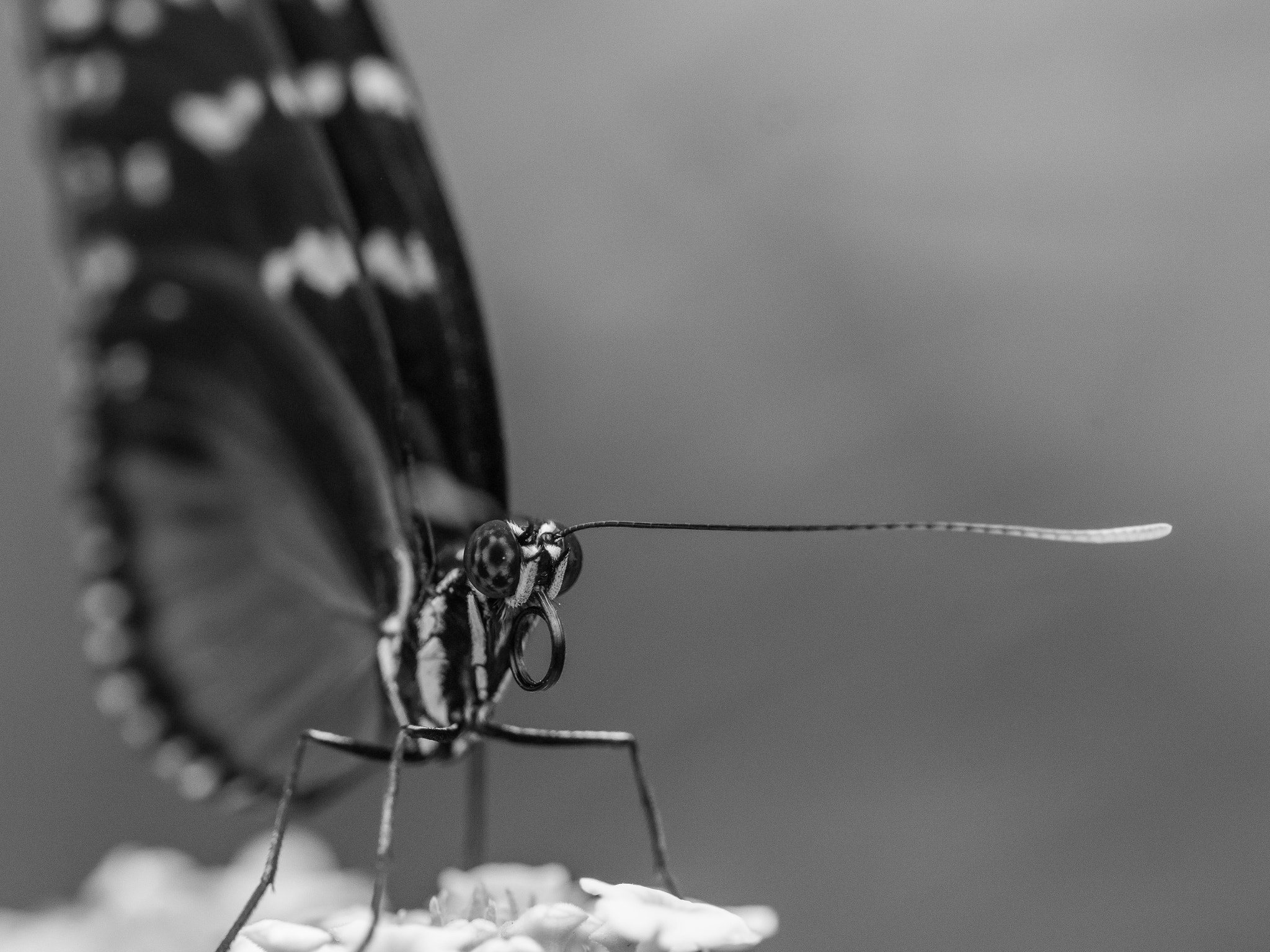 Sony ILCA-77M2 + 105mm F2.8 sample photo. Schmetterlingspark sayn photography