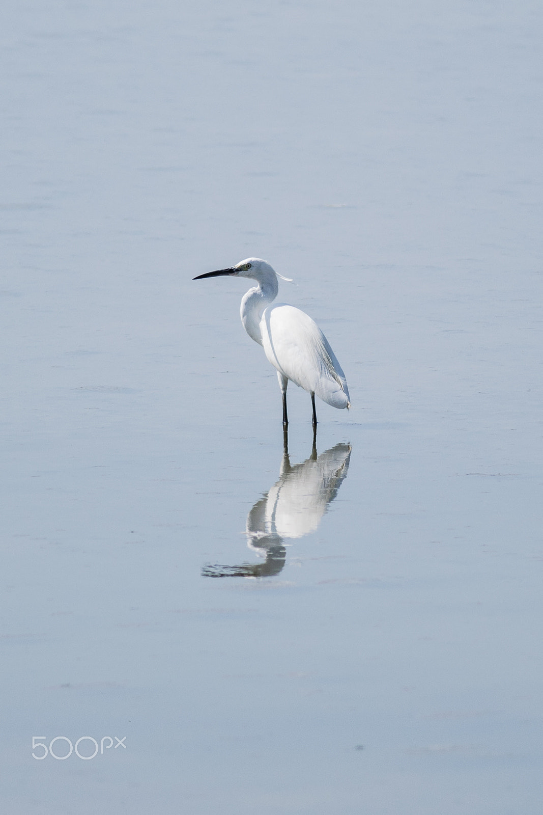 Nikon D3300 + Nikon AF-S Nikkor 300mm F4D ED-IF sample photo. Egret photography