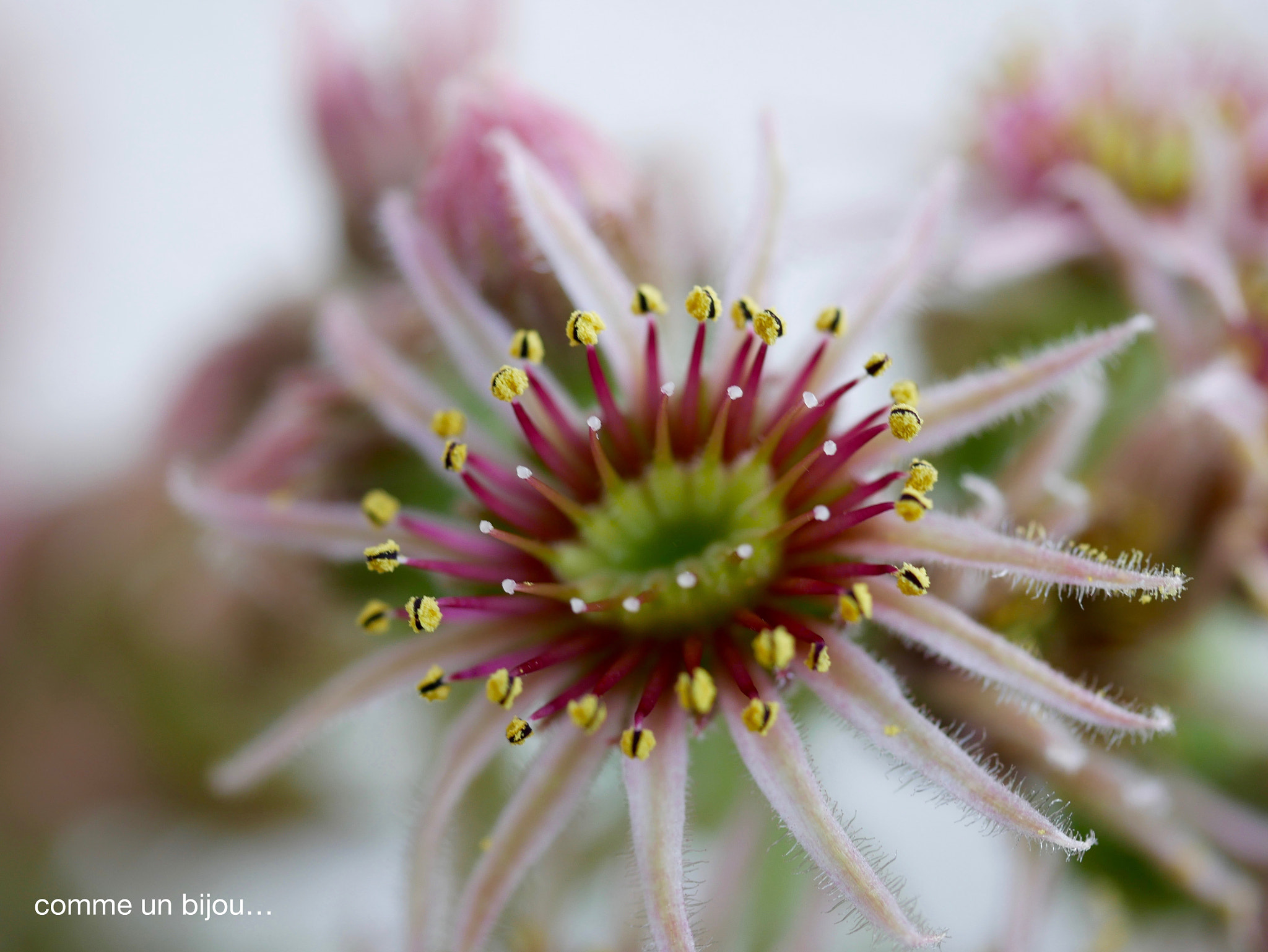 Panasonic DMC-G70 + Panasonic Lumix G Macro 30mm F2.8 ASPH Mega OIS sample photo. Bijou de fleur... photography