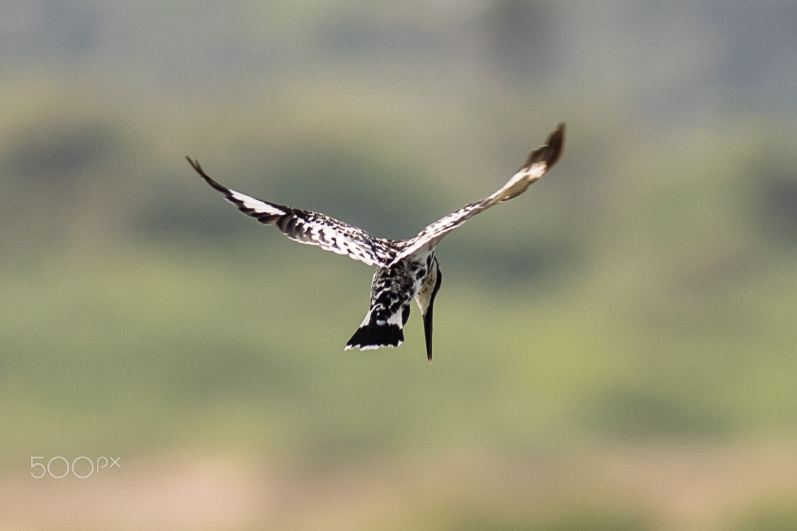 Nikon D3300 + Nikon AF-S Nikkor 300mm F4D ED-IF sample photo. Pied kingfisher photography