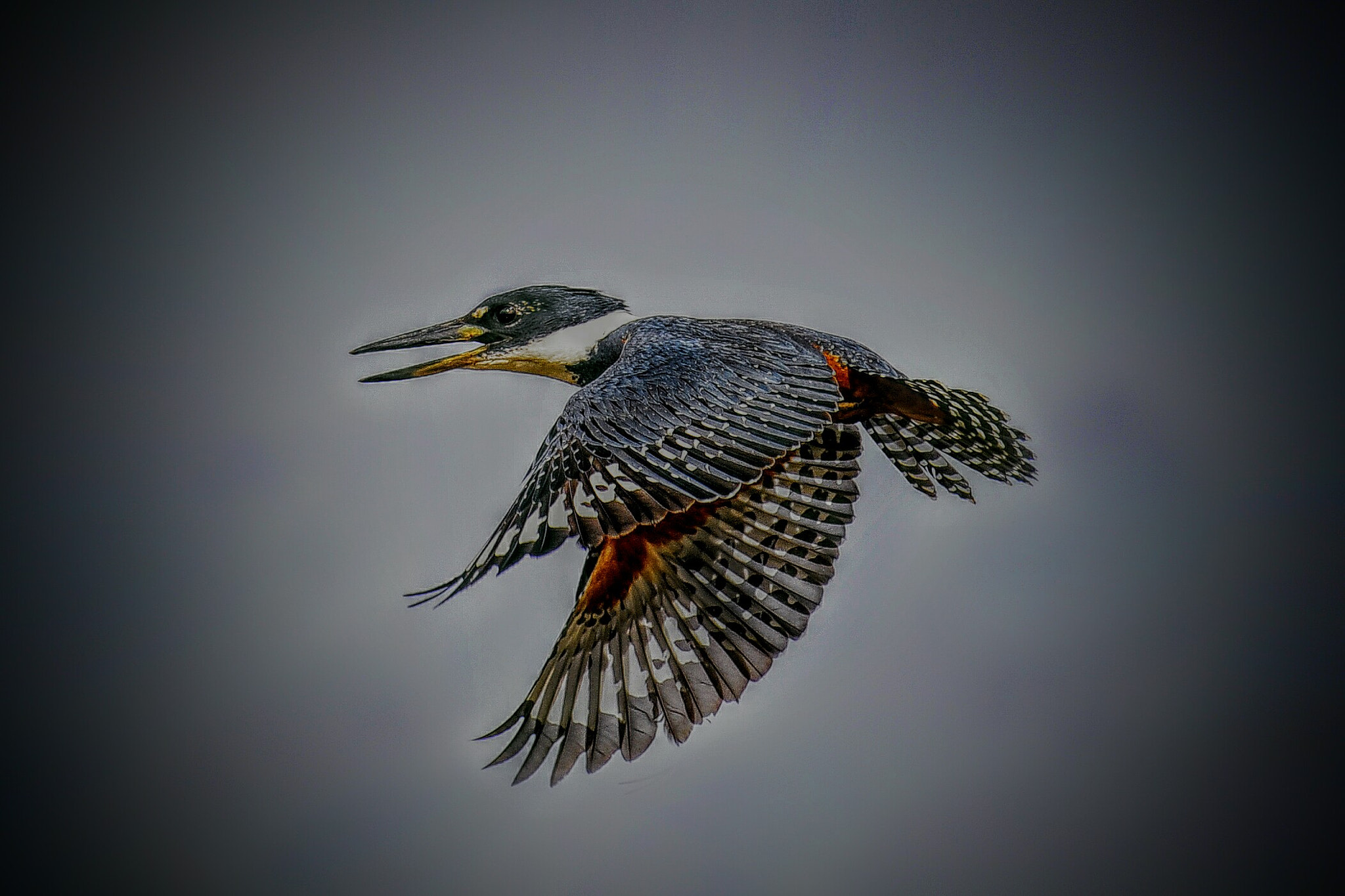 Nikon D700 + Nikon AF-S Nikkor 500mm F4G ED VR sample photo. Martin pescador , esteros del íbera  photography