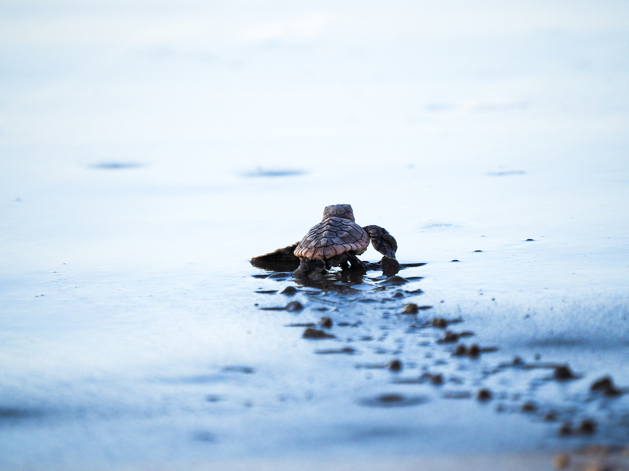 Olympus OM-D E-M5 II + LEICA DG 100-400/F4.0-6.3 sample photo. Loggerhead turtle photography